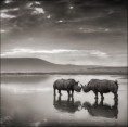/album/fotogaleria-nick-brandt/nick-brandt-5-jpg/