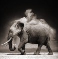/album/fotogaleria-nick-brandt/nick-brandt-photography1-jpg/